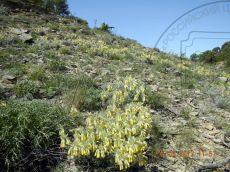 Onosma-polyphylla_стация